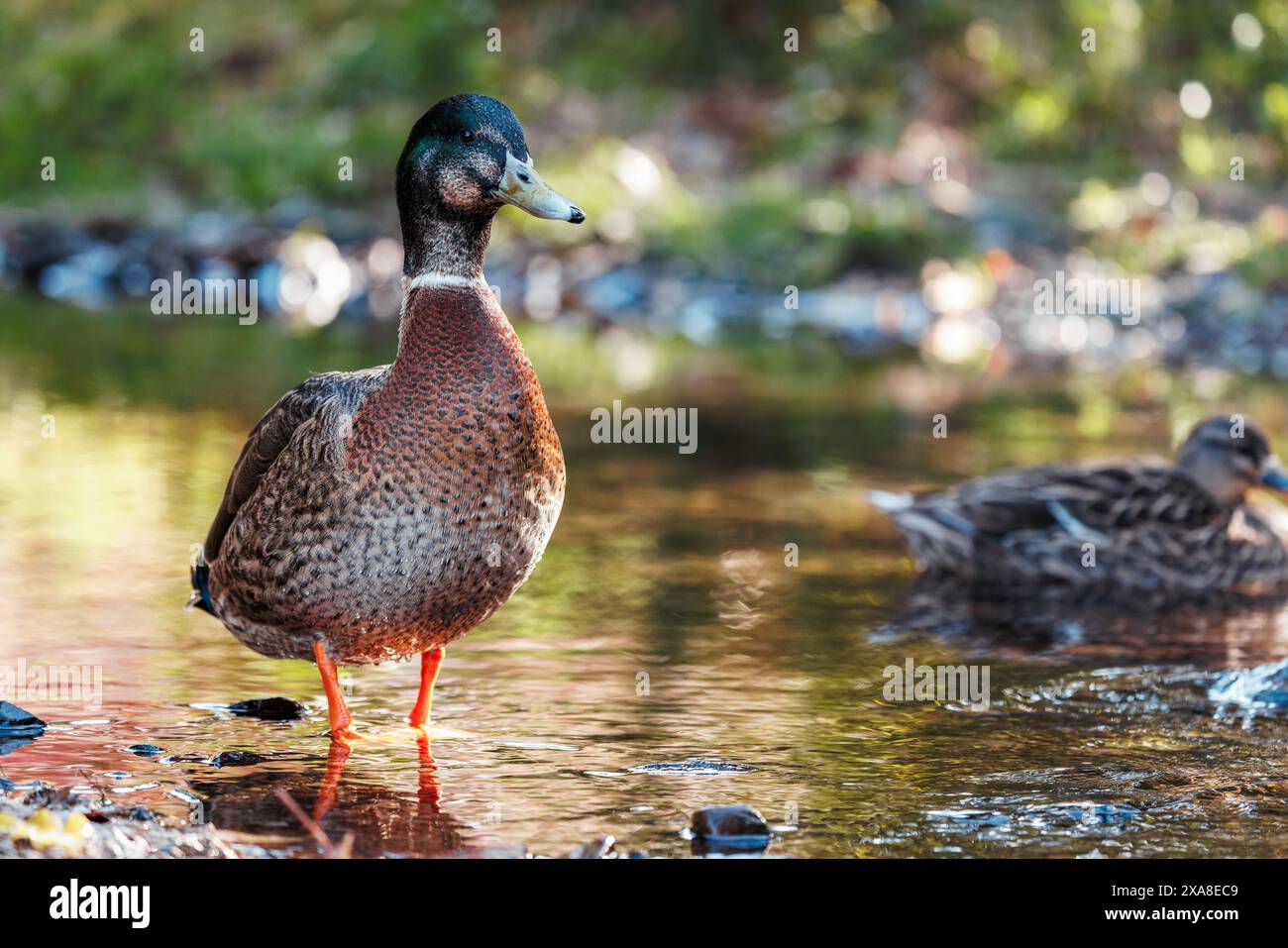 Ein Foto von einer Mallard Duck, die in einem Bach steht. Die Ente ist männlich und hat einen dunkel schillernden grünen Kopf. Stockfoto