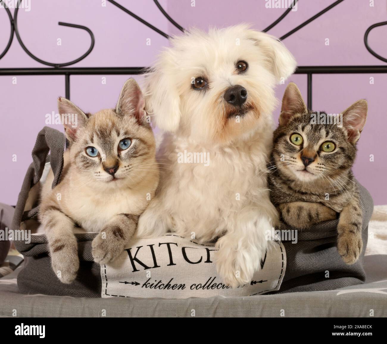 Maltesischer Hund mit zwei jungen Katzen (Robben-Tabby-Punkt und schwarzer Tabby), die in einem Beutel liegen Stockfoto