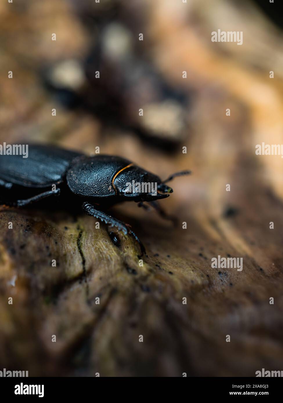 Schwarzkäfer oder kleiner Hirschkäfer - ( Dorcus Parallelipipedus ) Stockfoto