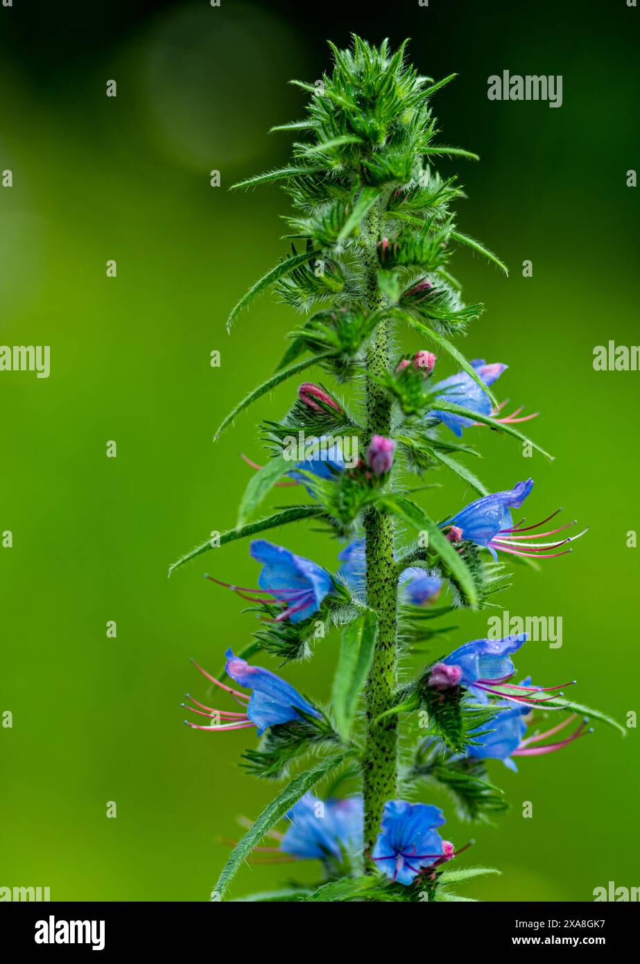 Blaue Echiumblume - (Echium vulgare oder Blueweed ) Stockfoto