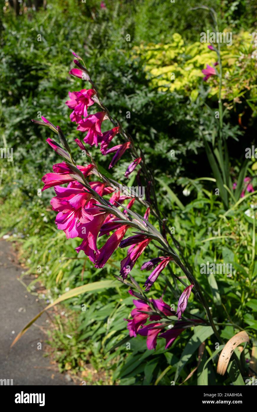 Gladiolen. Gladiolus communis subsp. Byzantinus wächst in einem Garten in Großbritannien. Stockfoto