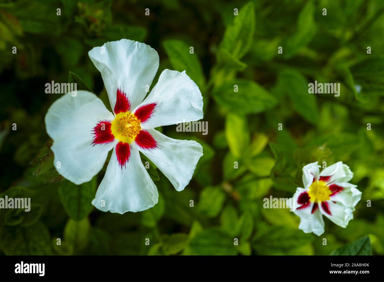 Die Blume der Cistus Snowfire Rock Rose wächst in einem Garten in Großbritannien. Stockfoto