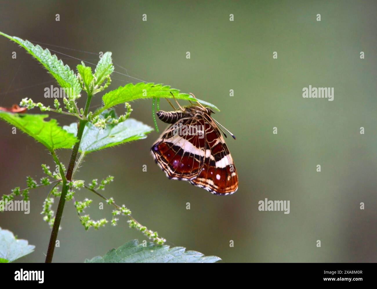 Karte Schmetterling (Araschnia levana). Weibchen der Sommerbrut unter einem brennenden Brennnesselblatt, Eier legt. Deutschland Stockfoto