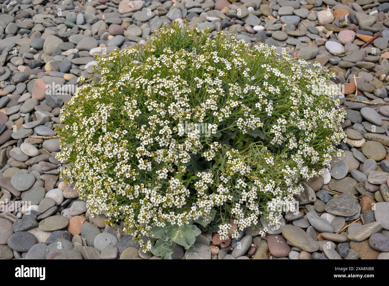 Meerkohl wächst durch die Schindel an einem Cumbrian Strand. Stockfoto