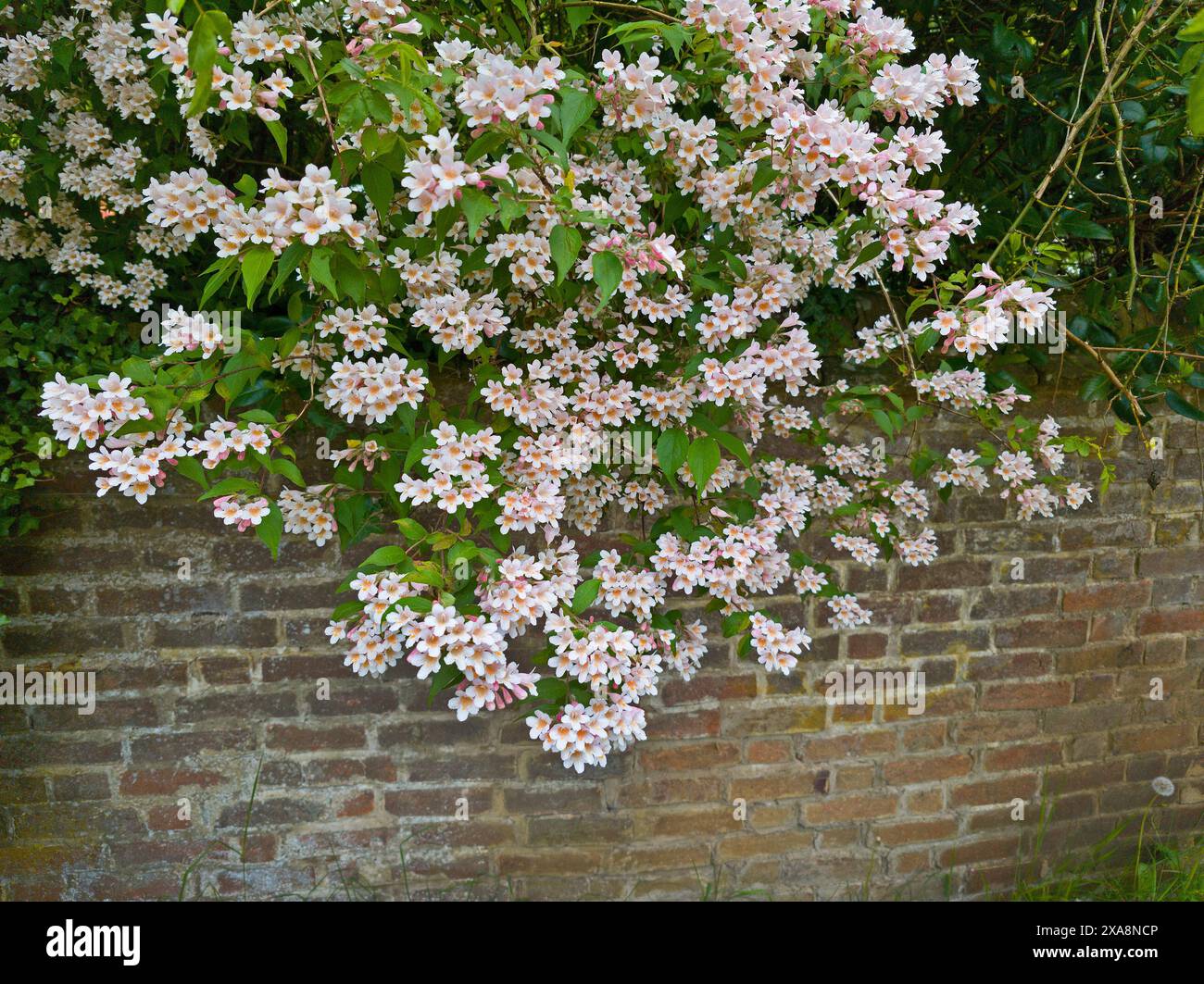 Schönheitsstrauch, Kolkwitzia amabilis, Blumen Stockfoto