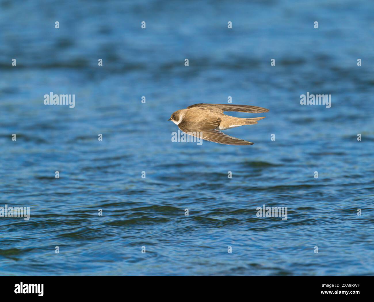 Sand martin (Riparia riparia), im Flug über das Wasser, Niederlande, Limburg, Grensmaas Roosteren Stockfoto