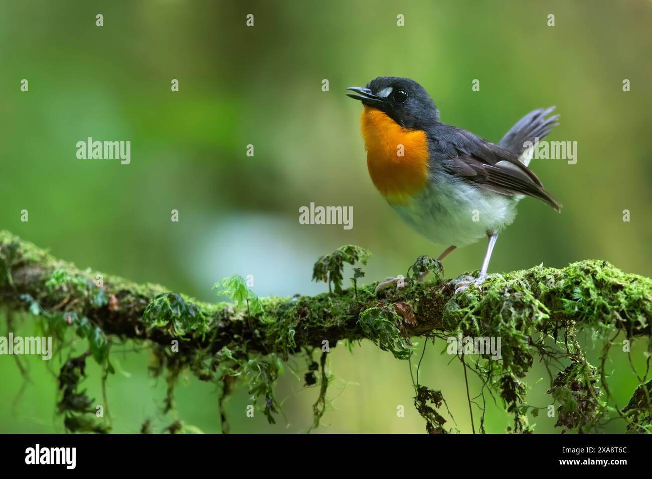 Gabon Forest robin (Stiphrornis erythrothorax gabonensis, Stiphrornis gabonensis), männlich auf einem Zweig im Regen Stockfoto