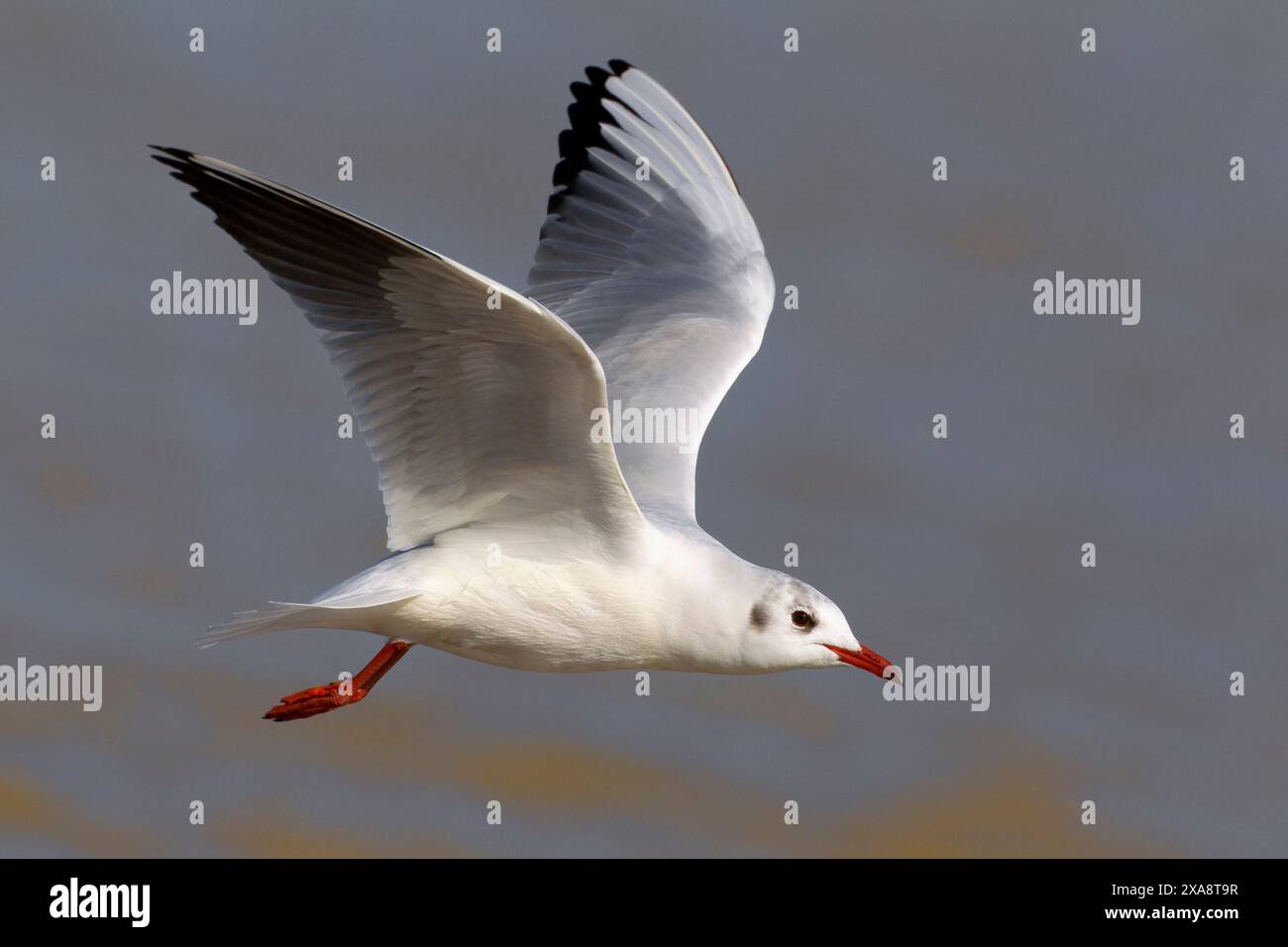 Schwarzkopfmöwe (Larus ridibundus, Chroicocephalus ridibundus), im Wintergefieder fliegt, Seitenansicht, Italien, Toskana Stockfoto