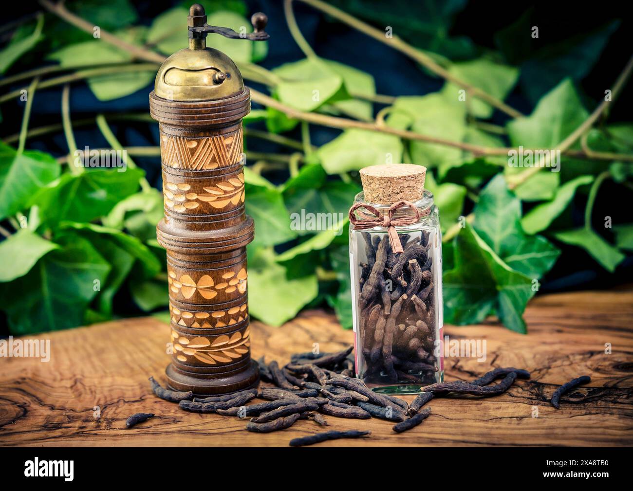 Langer Pfeffer (Piper longum), auf einer Holzplatte mit Glasbehälter und Pfeffermühle Stockfoto