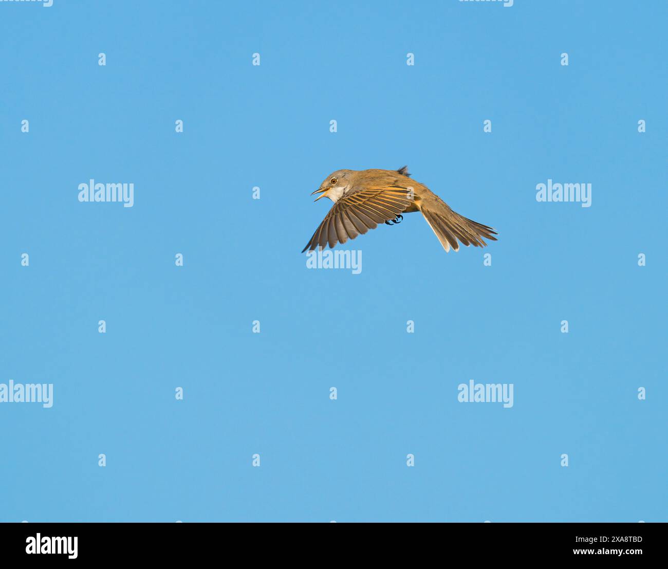 Whitethroat (Sylvia communis, Curruca communis), erwachsener Mann im Ausstellungsflug am blauen Himmel, Niederlande, Limburg, Maasvallei Grevenbich Stockfoto