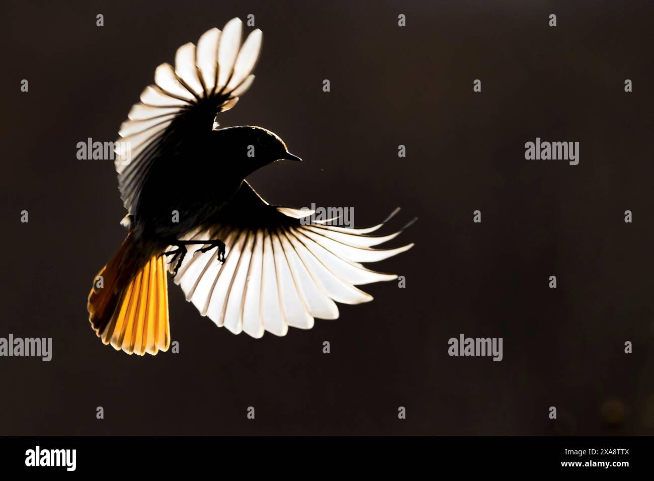 Gibraltar Black Redstart (Phoenicurus ochruros gibraltariensis, Phoenicurus gibraltariensis), im Flug, Hinterleuchtung Foto, Italien, Toskana Stockfoto