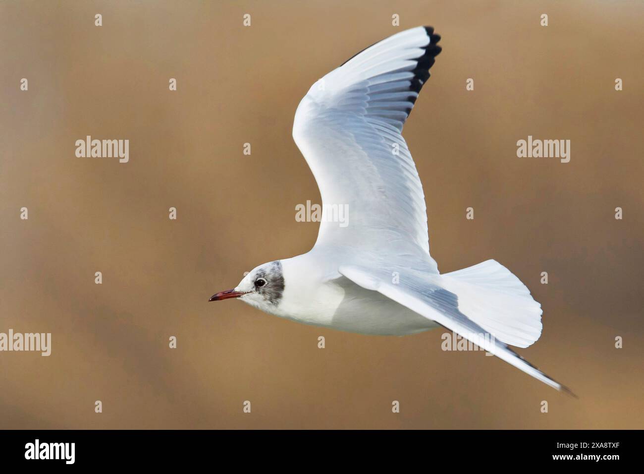 Schwarzmöwe (Larus ridibundus, Chroicocephalus ridibundus), im Flug, Seitenansicht, Italien, Toskana, Piana fiorentina; Stagno di Pere, Florenz Stockfoto