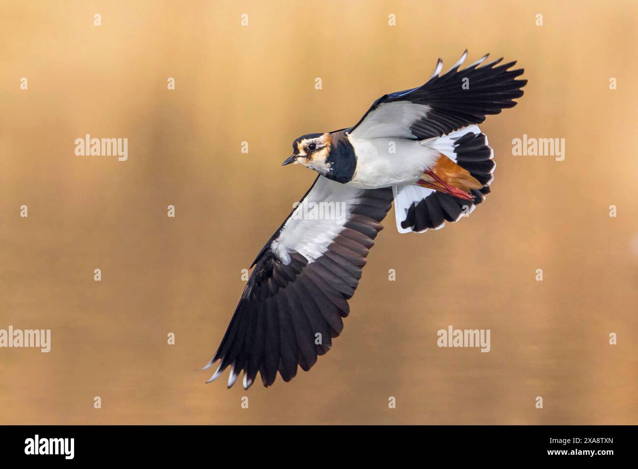 northern Lapwing, Peewit, Pewit, Tuit, Tewit, Grünpfeifer, Pyewipe (Vanellus vanellus), im Flug, Italien, Toskana, Piana fiorentina; Stagno di Pere, Stockfoto