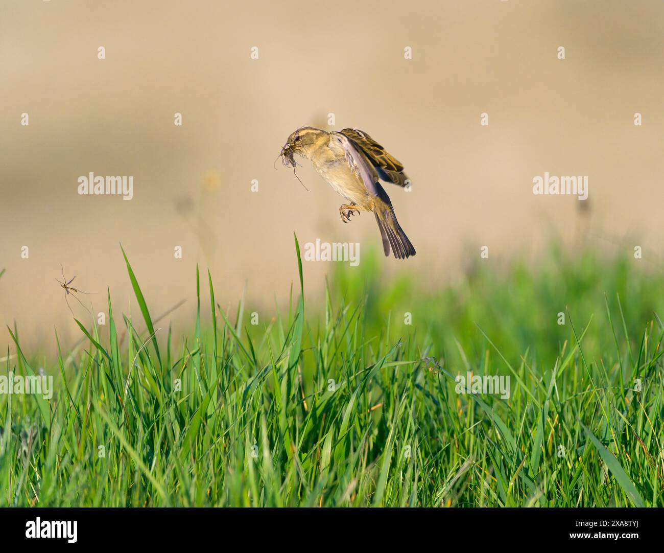 Haussperling (Passer domesticus), fliegendes Weibchen mit gefangenen Insekten im Schnabel sucht auf einer Wiese, Niederlande, Maasvallei Grensmaas nach Nahrung Stockfoto