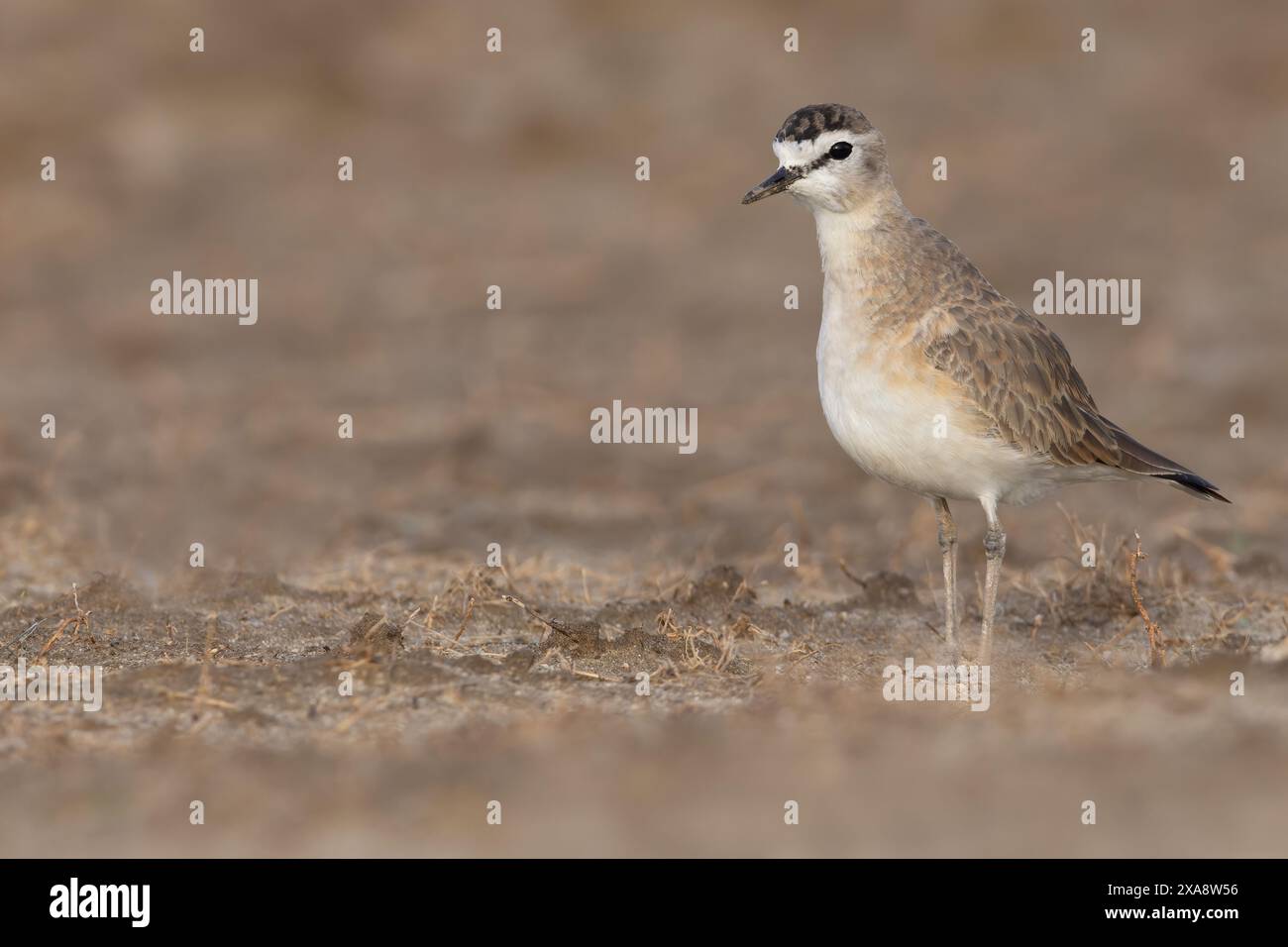 Bergpfeifer (Charadrius montanus), sitzend auf dem Boden, USA Stockfoto