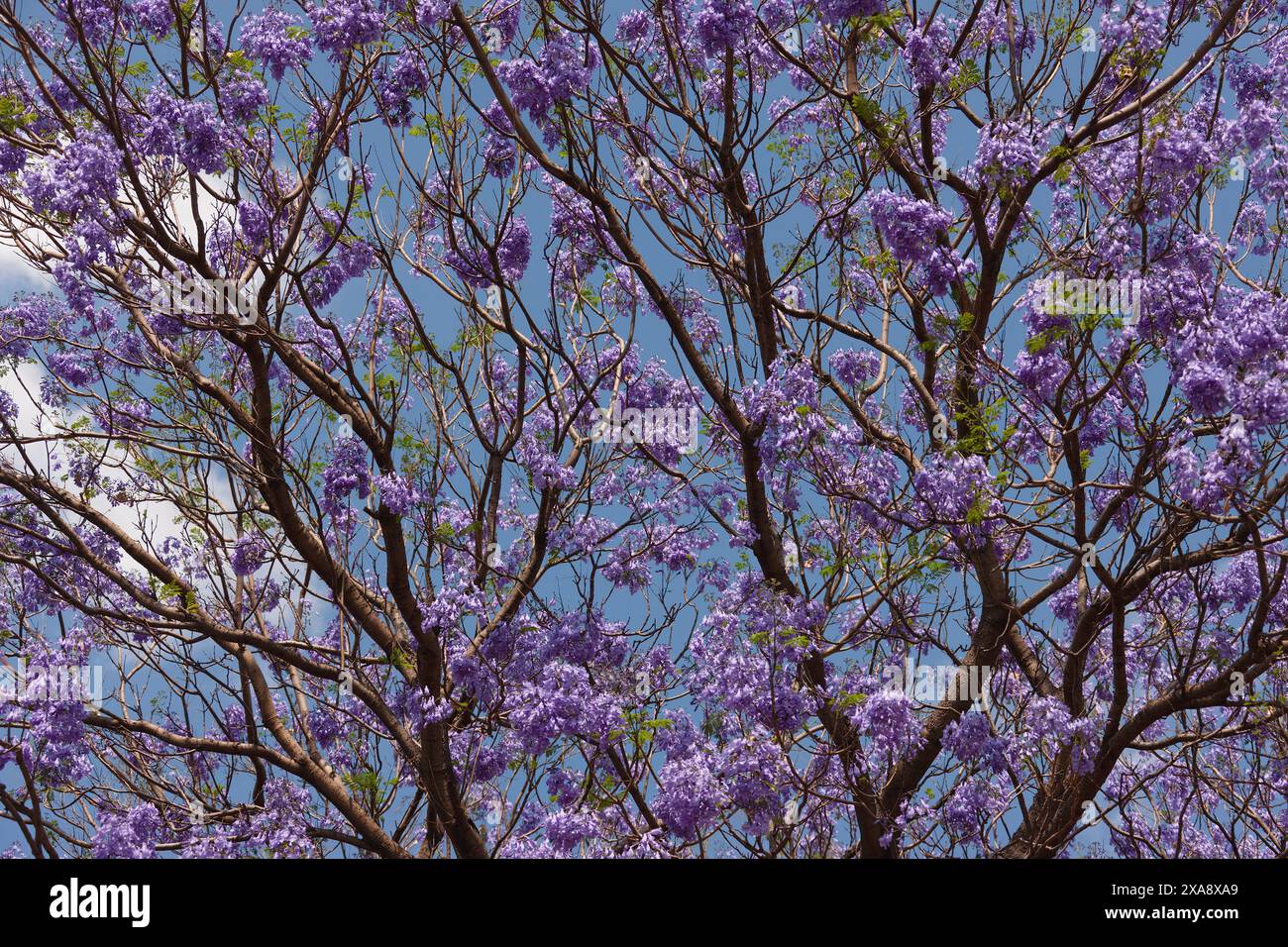 jacaranda-Baum in Blüte gegen den blauen Himmel, afrikanische Erfahrung Stockfoto