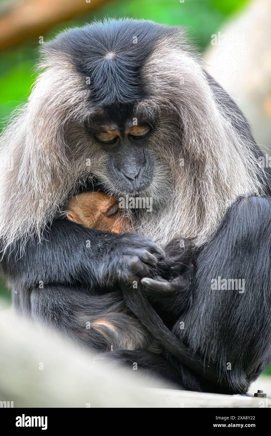 Löwenschwanz-Makaken (Macaca silenus) mit Jüngling Stockfoto