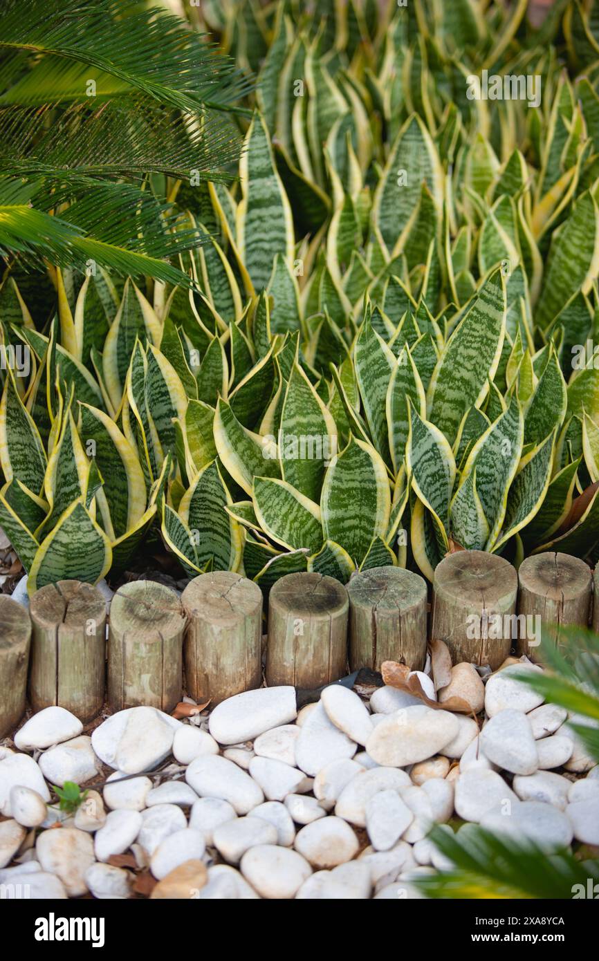 Die Schlangenpflanze Dracaena trifasciata ist eine einfach anzubauende Hauspflanze für Gartenlandschaften Stockfoto