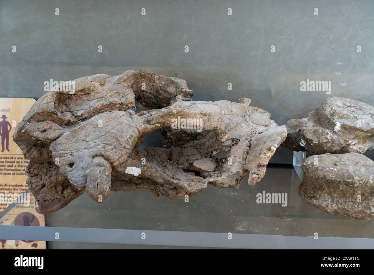 Schädel von Ischigualastia jenseni, einem Dicynodont Therapsid aus der Spättrias im BYU Paläontologie Museum in Provo, Utah. Stockfoto