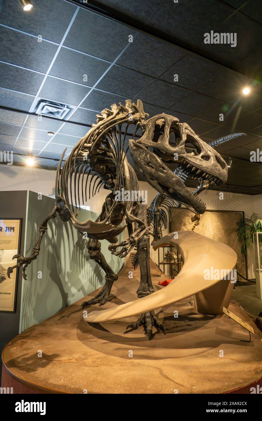 Skelett von Allosaurus fragilis aus der Jura-Zeit im BYU Paläontologie Museum in Provo, Utah. Stockfoto