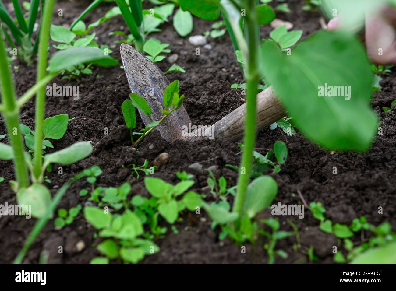 Nahaufnahme einer Hand, die Unkraut zwischen grünen Zwiebelpflanzen in einem Gartenbeet zieht. Stockfoto