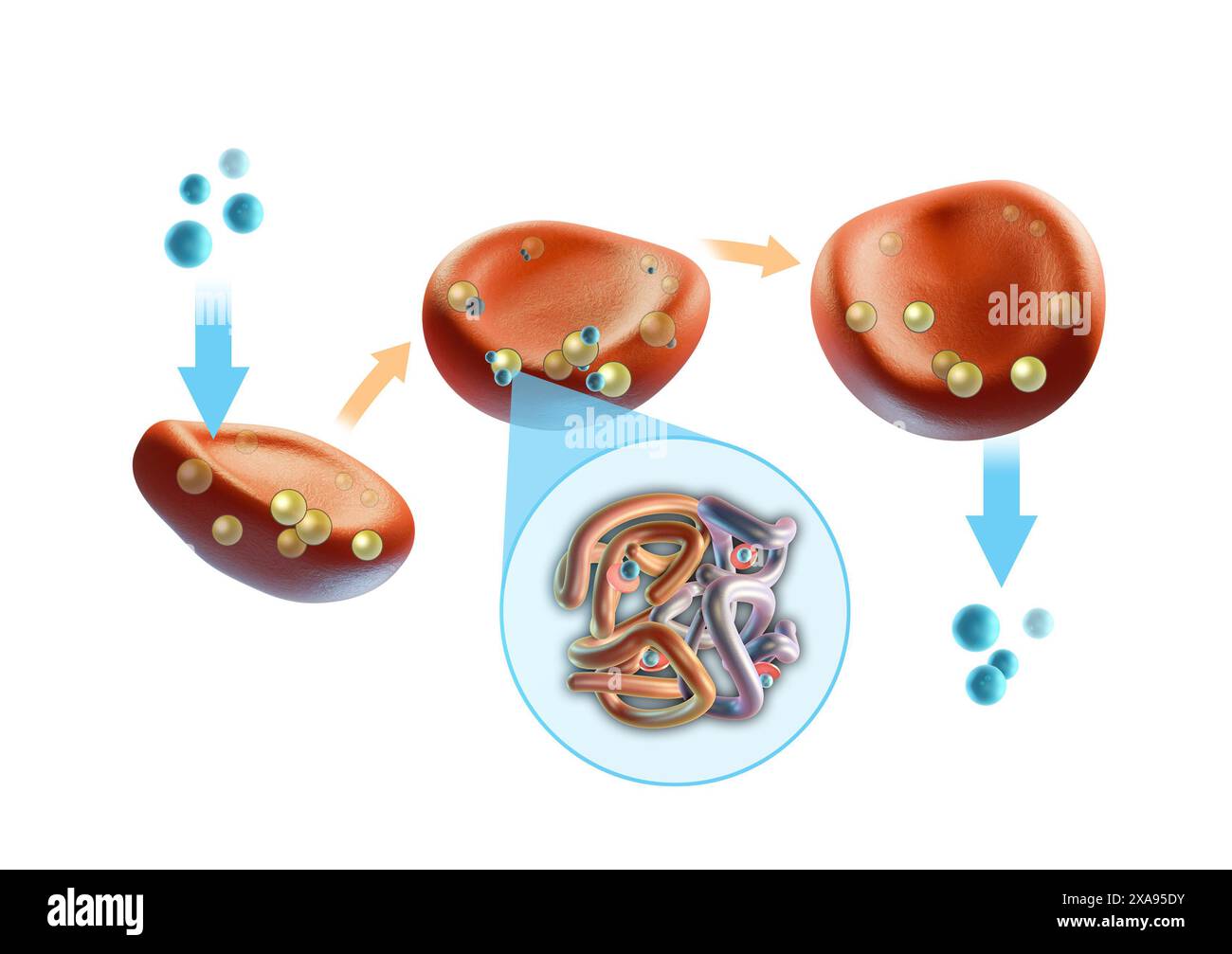 Sauerstofftransfer durch Erythrozyten. Digitale Illustration, 3D-Rendering. Stockfoto