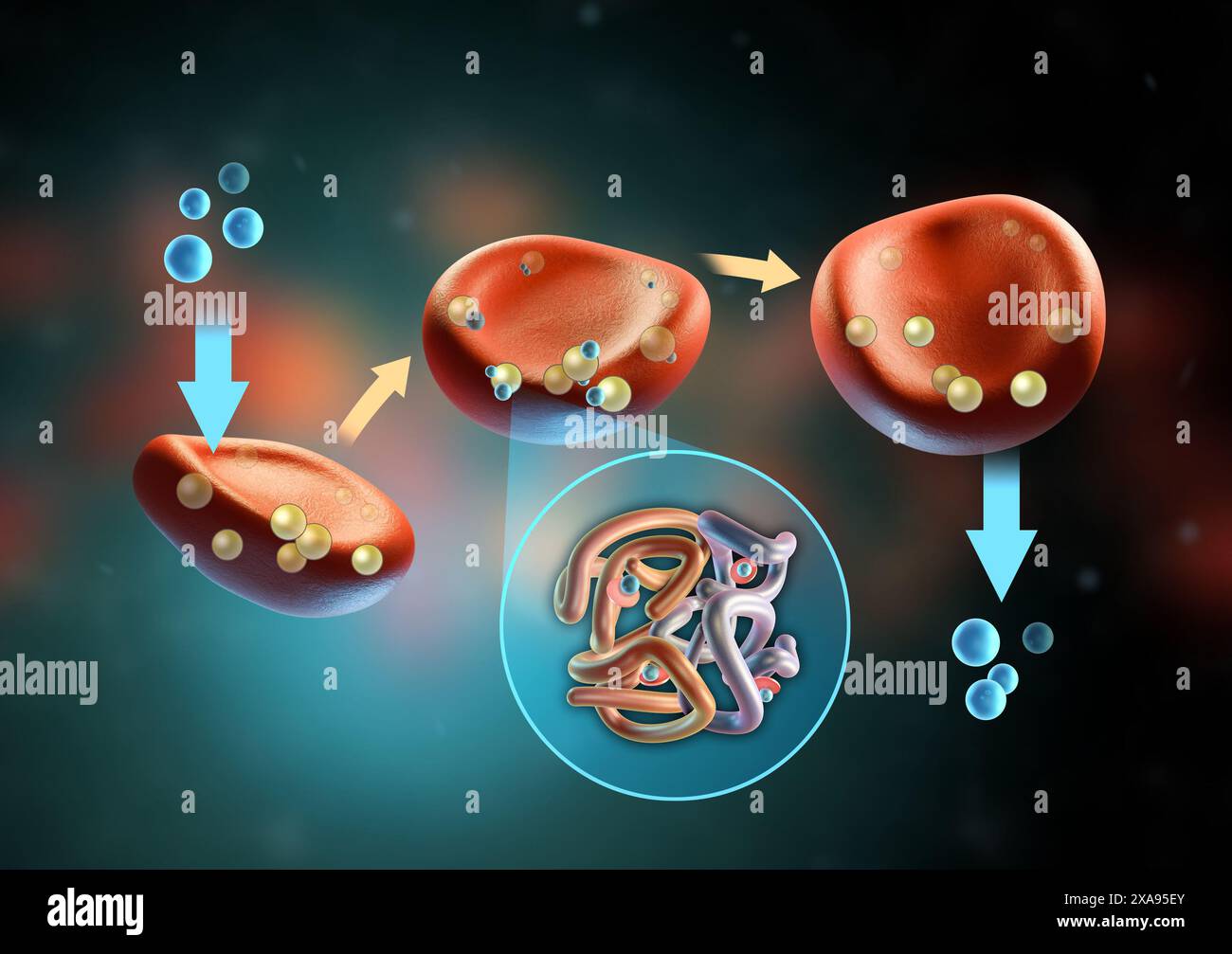 Sauerstofftransfer durch Erythrozyten. Digitale Illustration, 3D-Rendering. Stockfoto