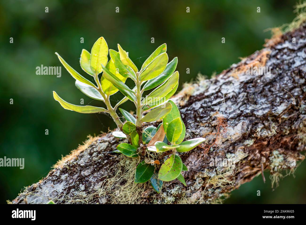 Neues Wachstum, das aus dem Zweig eines Pōhutukawa-Baumes (Metrosideros excelsa) in der Nähe von Paihai in der Bay of Islands, Neuseeland, hervorgeht Stockfoto