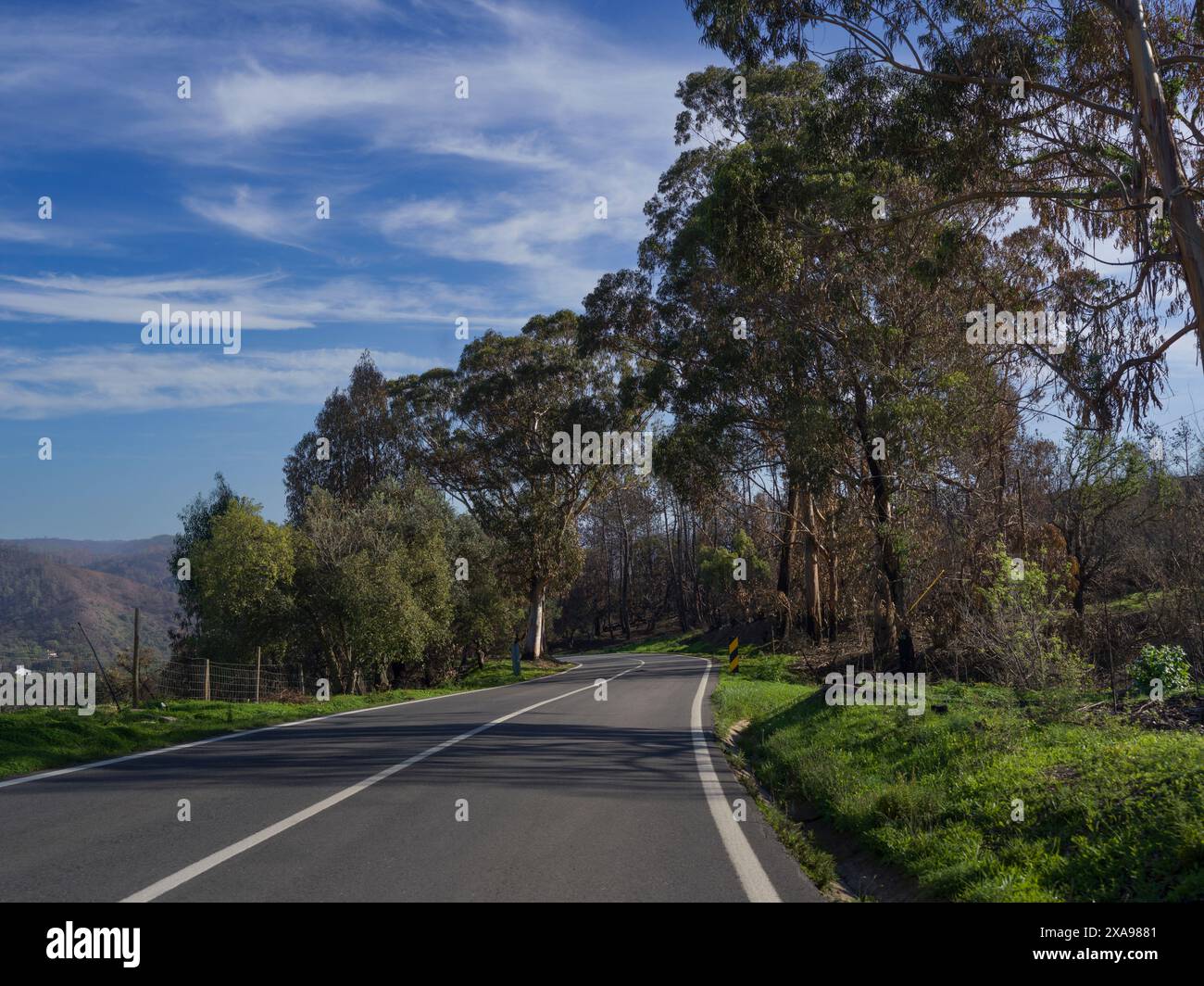 Straße durch die Waldlandschaft von Alentejo Litoral, Algarve, São Teotónio, Mirador azenha do mA, Beja, Portugal, Setúbal District Southern Reg Stockfoto