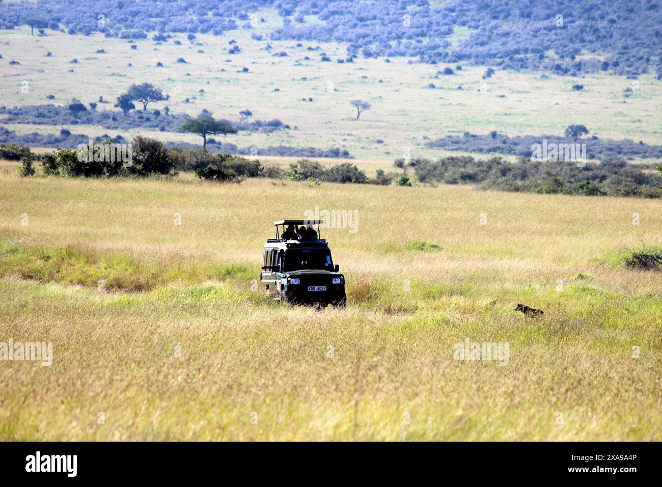 Maasai Mara Safari Urlaub | Safari im Auto | Maasai Safari Kenia Stockfoto