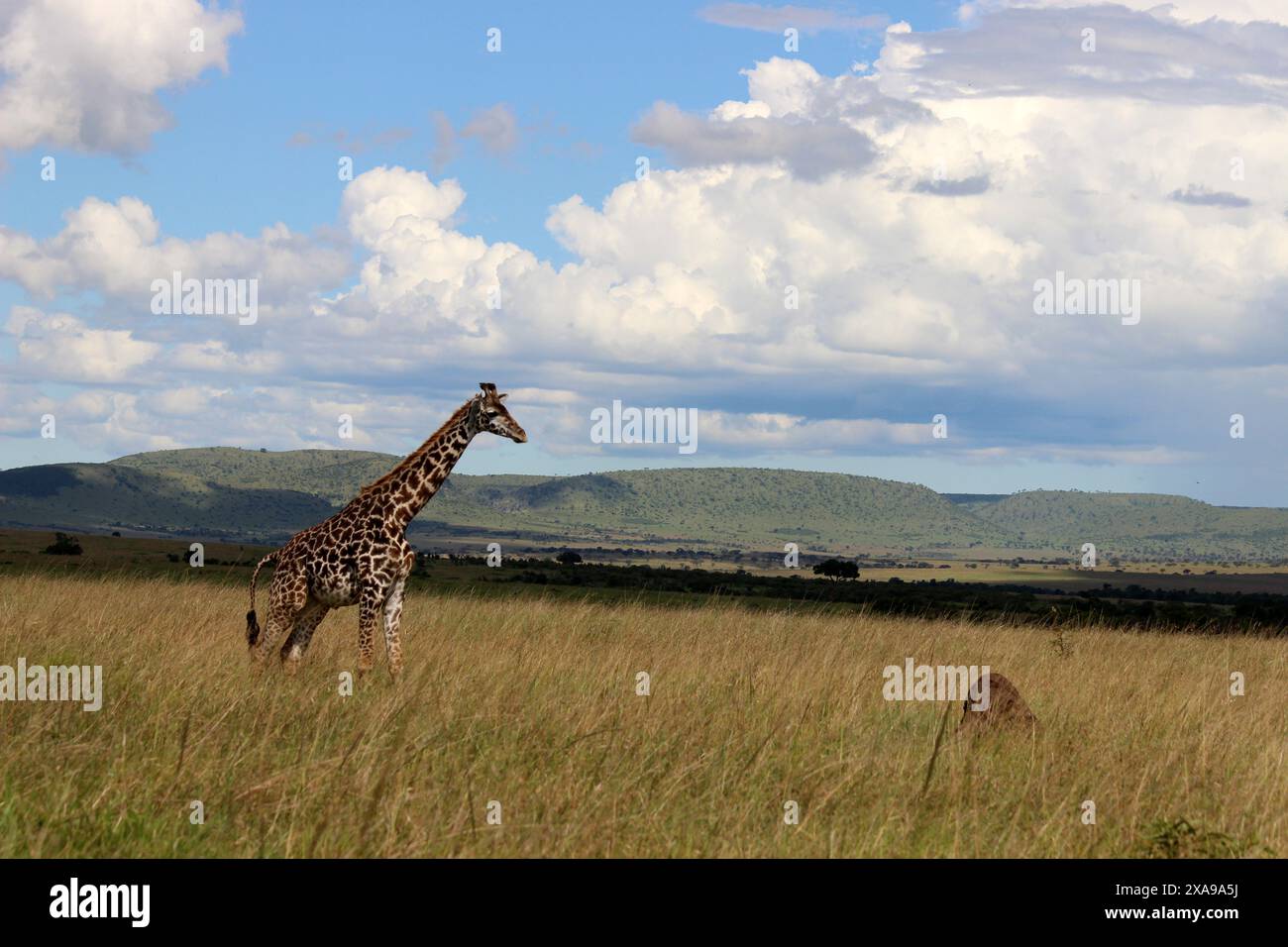 Vollständiges Giraffen-Foto von Maasai Mara- High Definition Wildlife Photography | HD Giraffee Fotos vom Maasai Mara National Reserve | Maasai Mara Nationa Stockfoto