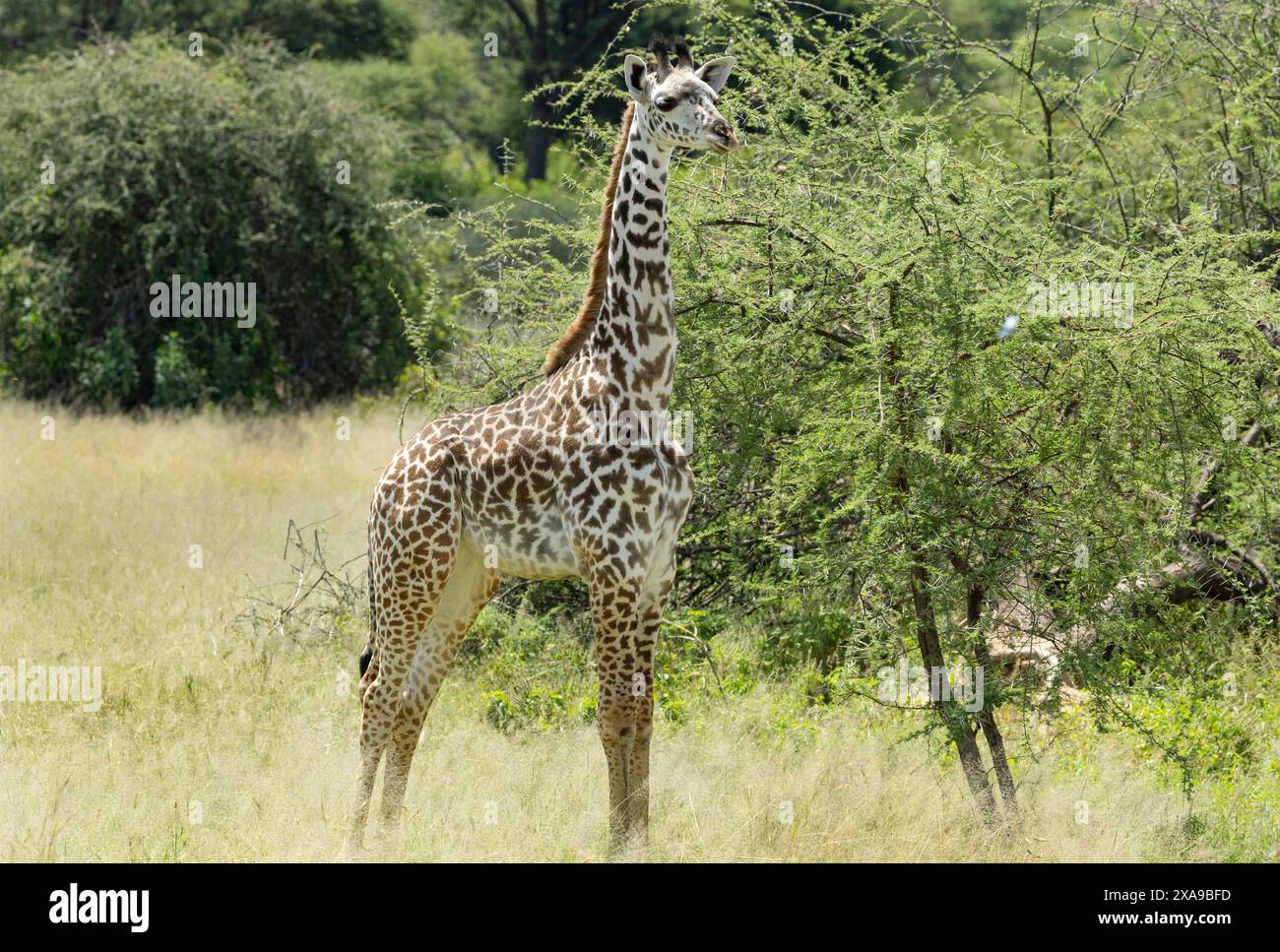 Die Körperproportionen einer jungen Giraffe unterscheiden sich deutlich von denen der Erwachsenen. Im ersten Jahr ist die Wachstumsrate sehr schnell. Stockfoto
