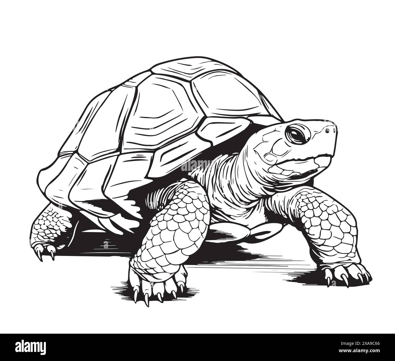 Hand gezeichnet Gravurstift und Tintenschildkröte Vintage Vektor Illustration Stock Vektor