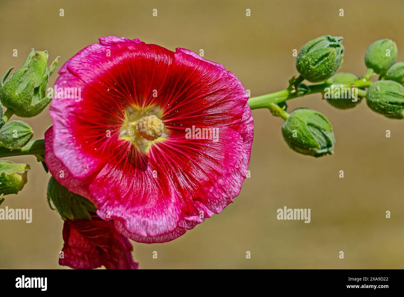 Marshmallow Blume (Althaea officinalis) ist eine nützliche Pflanze für die menschliche Gesundheit. Diese Pflanze hat weiße, rosa und kirschfarbene Blüten. Stockfoto