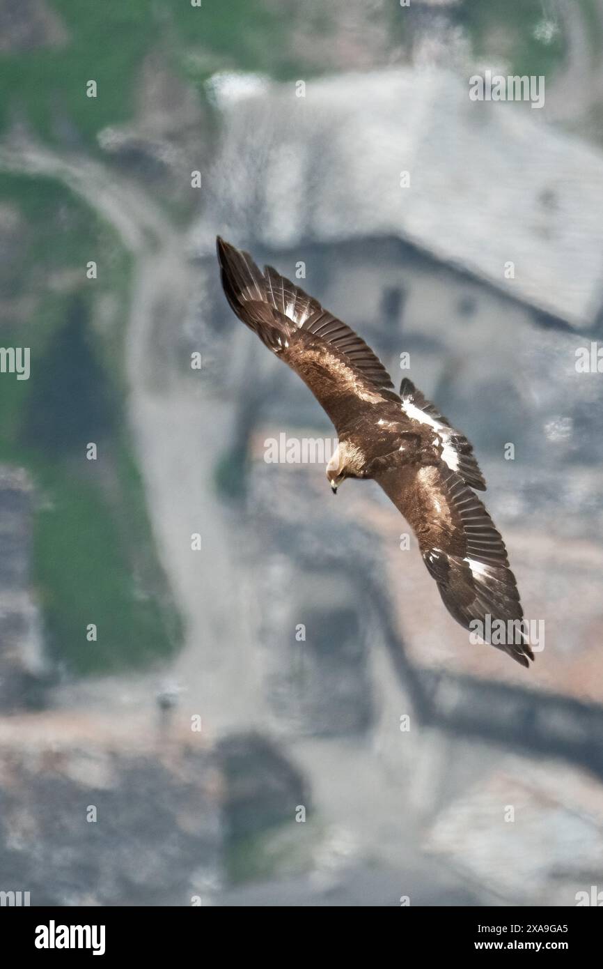 Wilder Goldenadler (Aquila chrysaetos) auf der Suche nach Beute, von oben aufgenommen, während er über ein alpines Dorf mit Steinhütten fliegt, Greifvogel im Flug Stockfoto