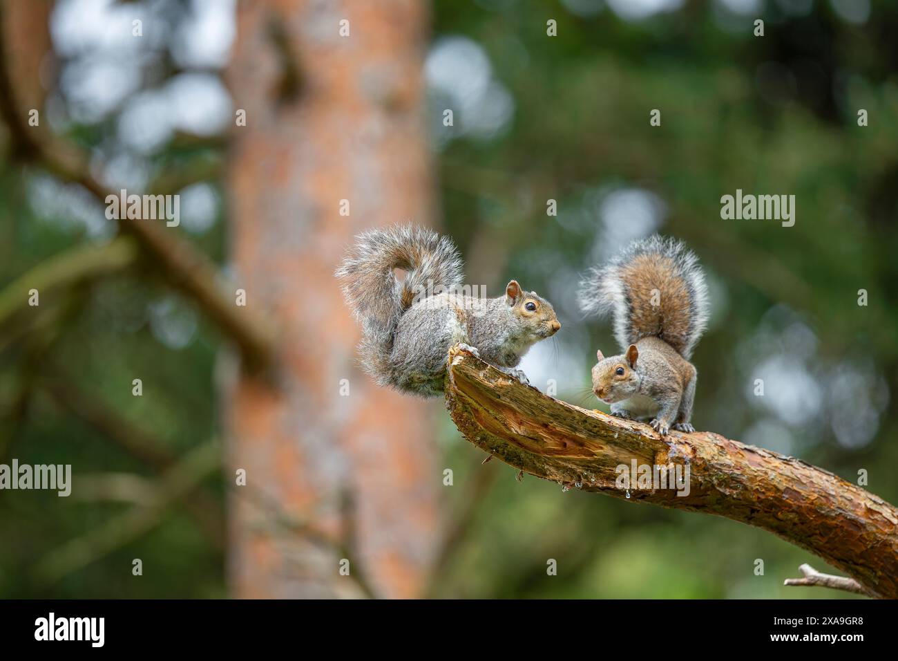 Zwei wilde, verspielte graue Eichhörnchen (Sciurus carolinensis), die zusammen auf einem Zweig in einem britischen Kiefernwald spielen. Stockfoto