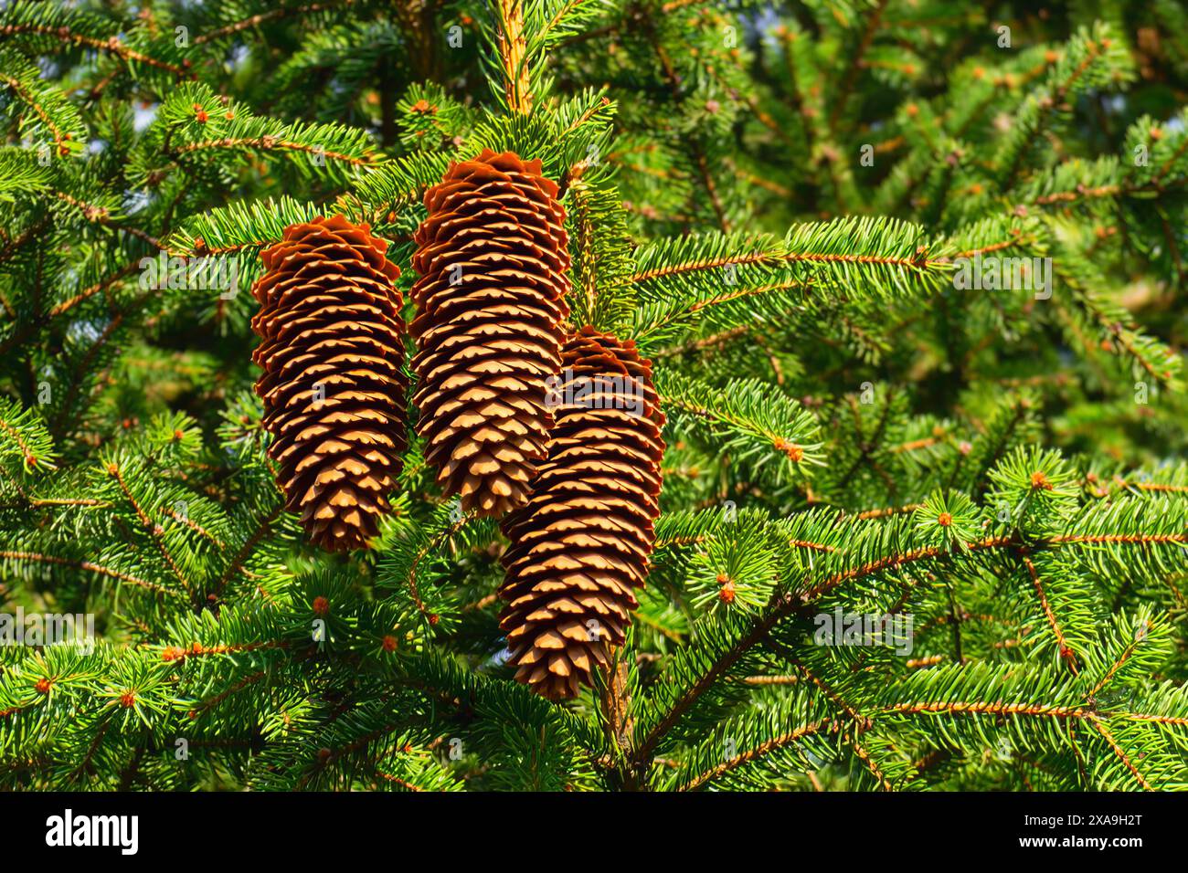 Drei reife Fichtenzapfen hängen anmutig vom Zweig einer Tanne. Stockfoto