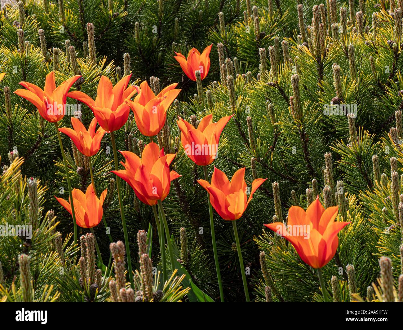 Tulip Ballerina zwischen Pinus mugo U-Booten. Mugo Zwergkiefer. Eine ausdauernde Knolle, TULPEN mit graugrünem Laub und gelben Blüten, außen rot. Stockfoto