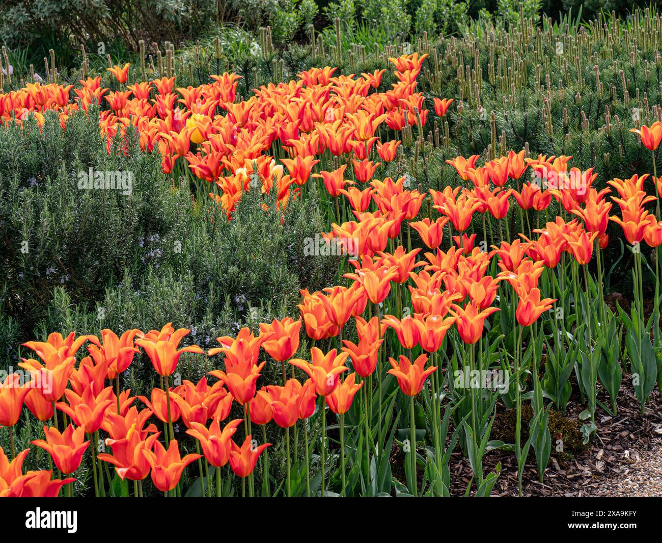 Tulip Ballerina zwischen Pinus mugo U-Booten. Mugo Zwergkiefer. Eine ausdauernde Knolle, TULPEN mit graugrünem Laub und gelben Blüten, außen rot. Stockfoto