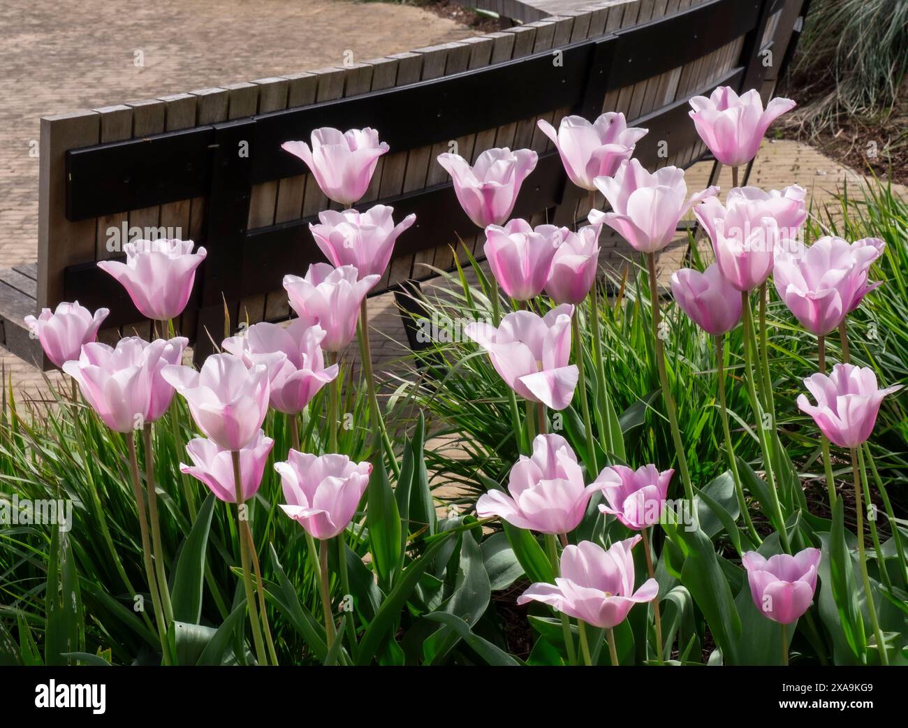 Tulip Mistress Mystiker im Gartengarten mit Holzbank dahinter. Gartenbau Surrey UK Stockfoto