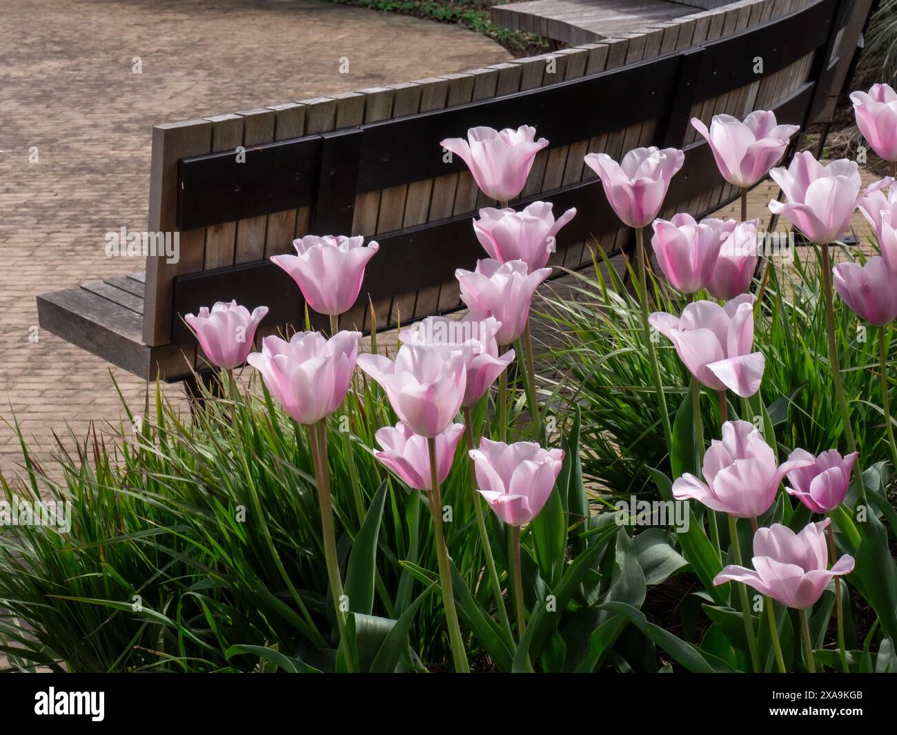 Tulip Mistress Mystiker im Gartengarten mit Holzbank dahinter. Gartenbau Surrey UK Stockfoto