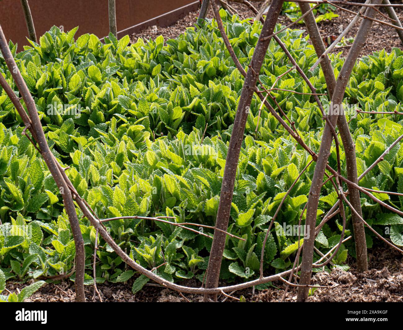 CHINESISCHE ARTISCHOCKE Stachys 'CONITO' im Kleingartengarten Surrey UK Stockfoto