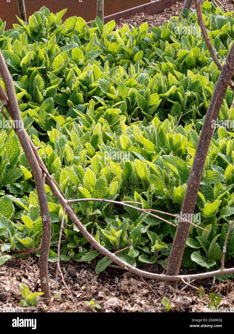 CHINESISCHE ARTISCHOCKE Stachys 'CONITO' im Kleingartengarten Surrey UK Stockfoto