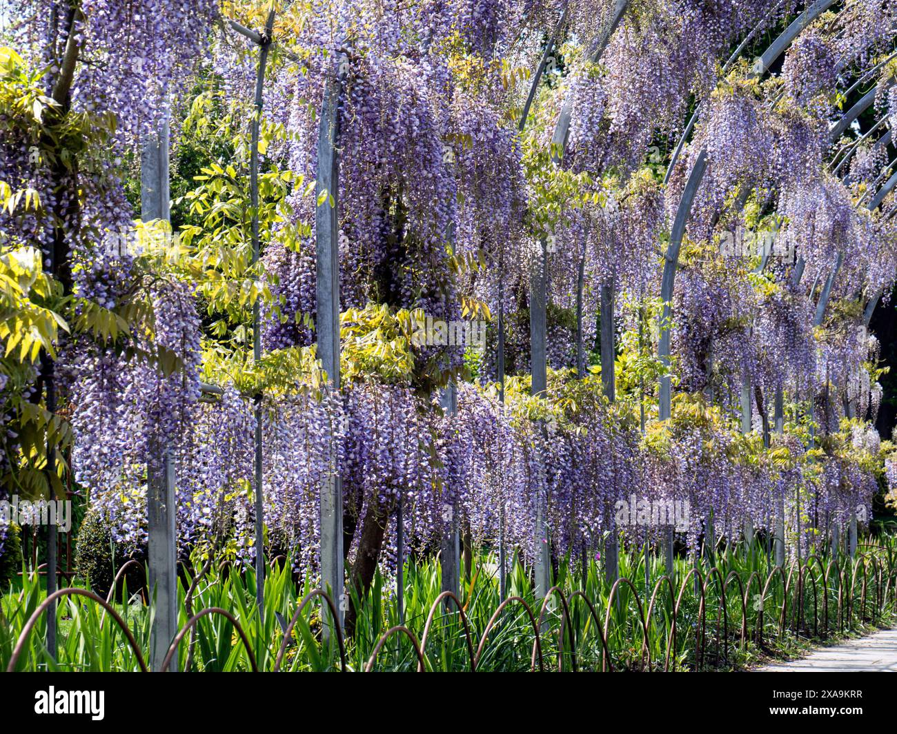 Wisteria „kokurya“, die Teil eines Bogens ist und in der späten Nachmittagssonne blüht. Schwarzer Drache / Kokuryu Wisteria floribunda Schwarzer Drache Stockfoto