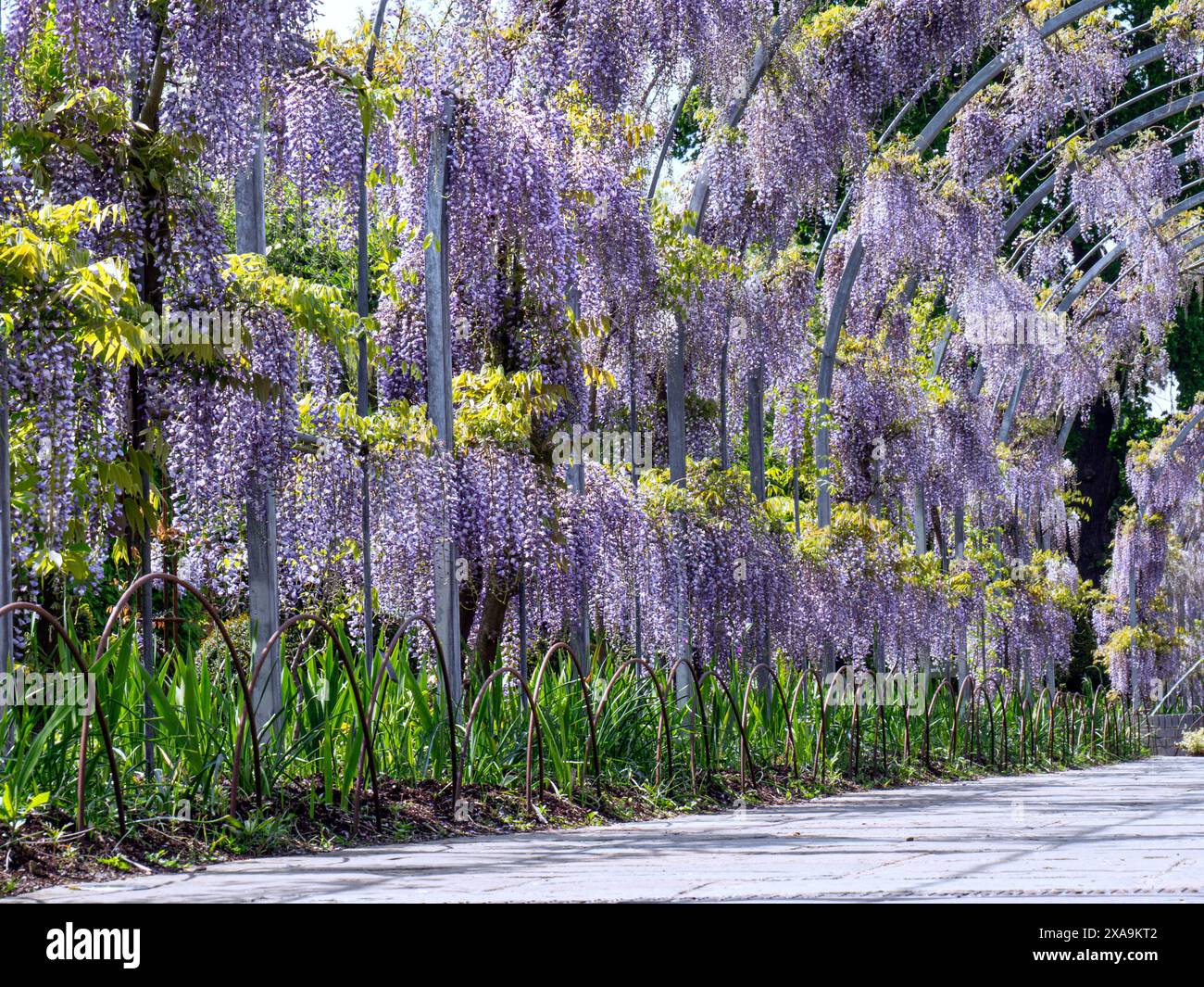 Wisteria „kokurya“, die Teil eines Bogens ist und in der späten Nachmittagssonne blüht. Schwarzer Drache / Kokuryu Wisteria floribunda Schwarzer Drache Stockfoto