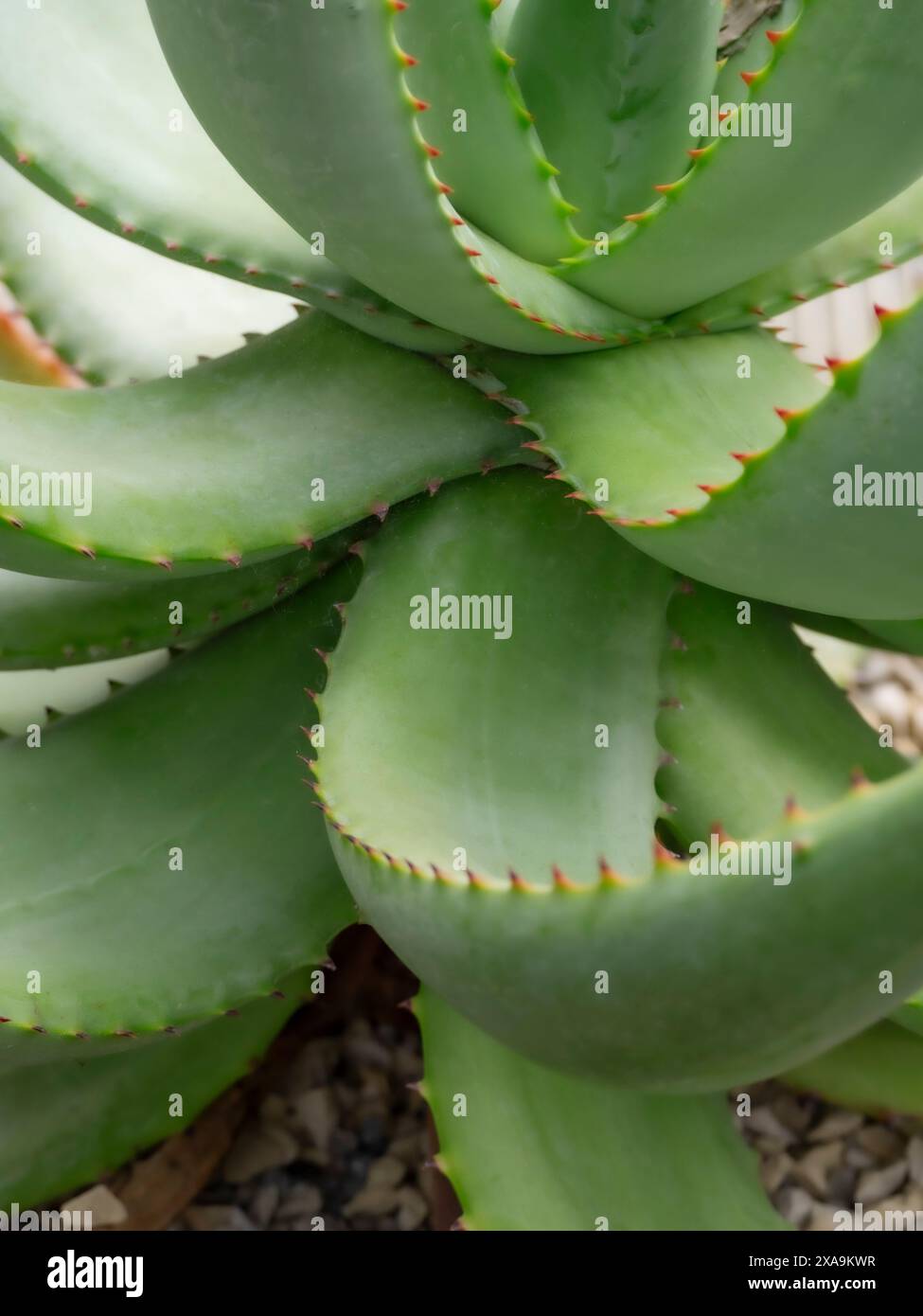 Aloe ferox Cape Aloe. Asphodelaceae Aloe ferox BitterAloe. Die bittere Aloe ist vor allem für ihre medizinischen Eigenschaften bekannt. In Teilen Südafrikas wird der bittere gelbe Saft, der direkt unter der Haut gefunden wird, seit 200 Jahren als erneuerbare Ressource geerntet. Das gelartige Fleisch aus der Innenseite der Blätter wird in kosmetischen Produkten verwendet und hat angeblich wundheilende Eigenschaften. Stockfoto