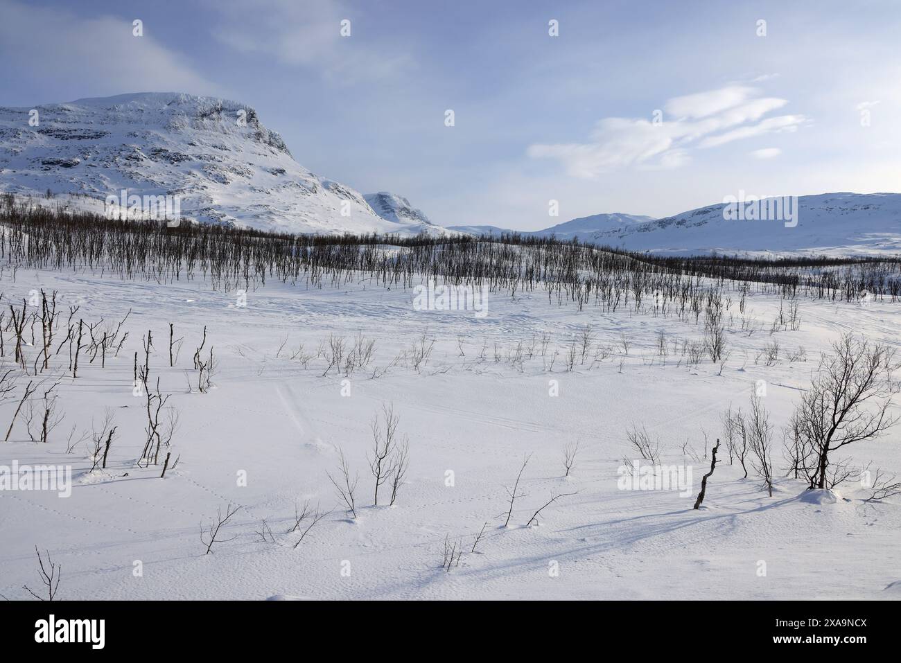 Das schneebedeckte Feld mit Bäumen und Bergen im Hintergrund Stockfoto