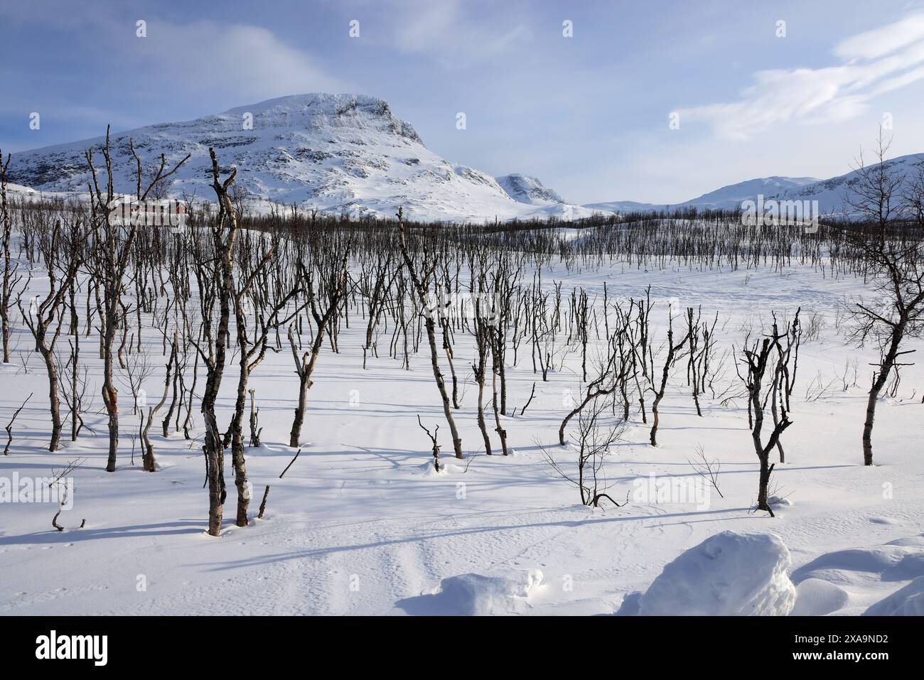 Das schneebedeckte Feld mit Bäumen und Bergen im Hintergrund Stockfoto