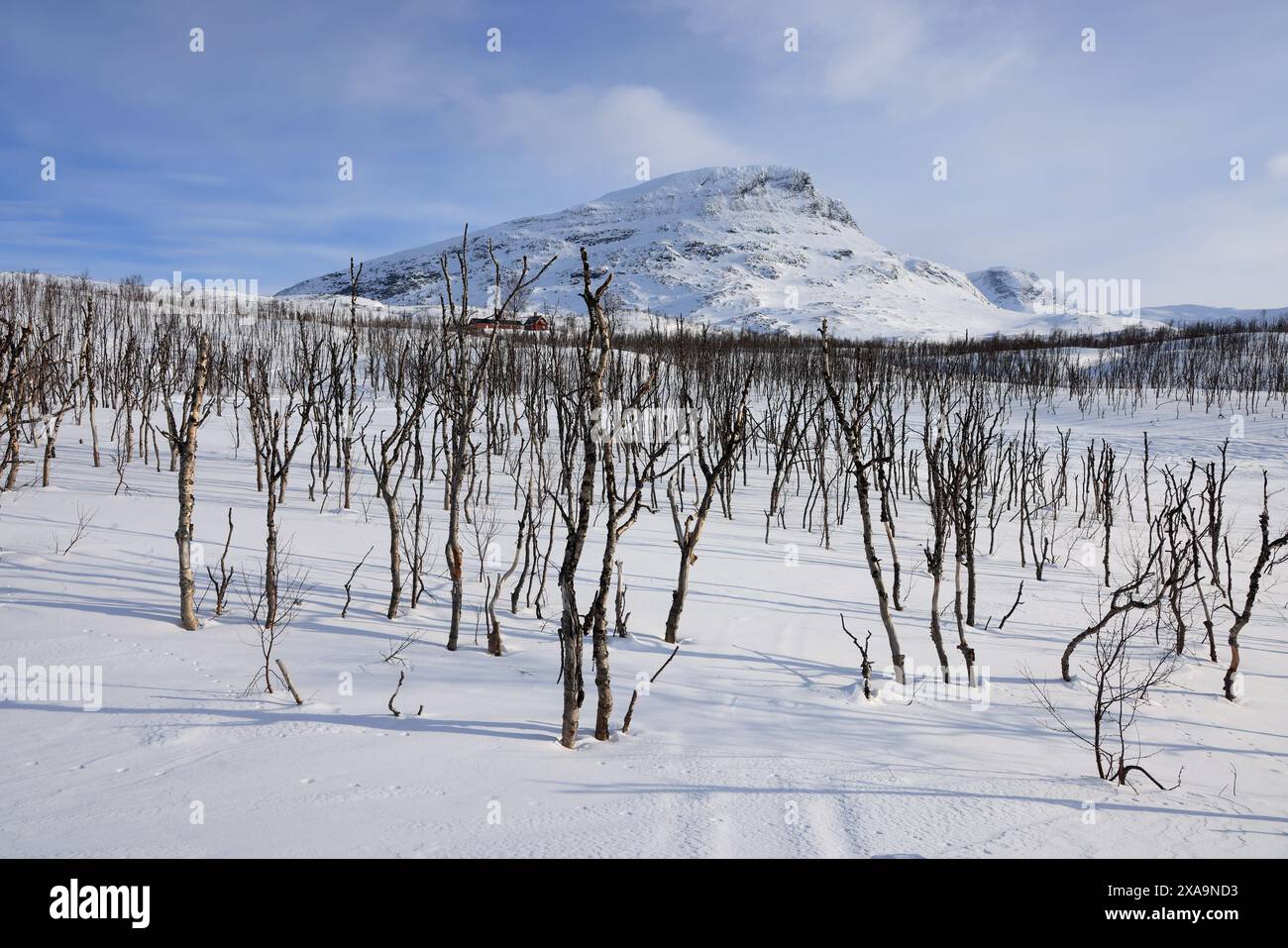 Schneebedecktes Feld mit Bäumen und Bergen im Hintergrund Stockfoto