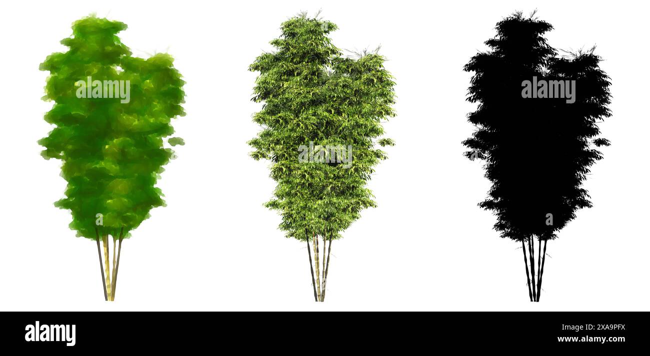 Set oder Sammlung von Bambusbäumen, gemalt, natürlich und als schwarze Silhouette auf weißem Hintergrund. Konzept oder konzeptionelle 3D Illustration für die Natur, e Stockfoto